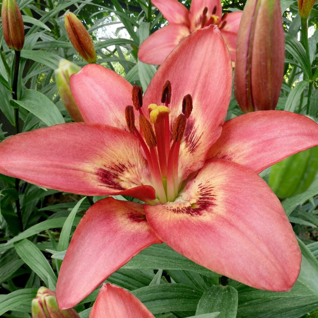 Lily Asiatic Tinilco - 5 bulbs - Longfield Gardens