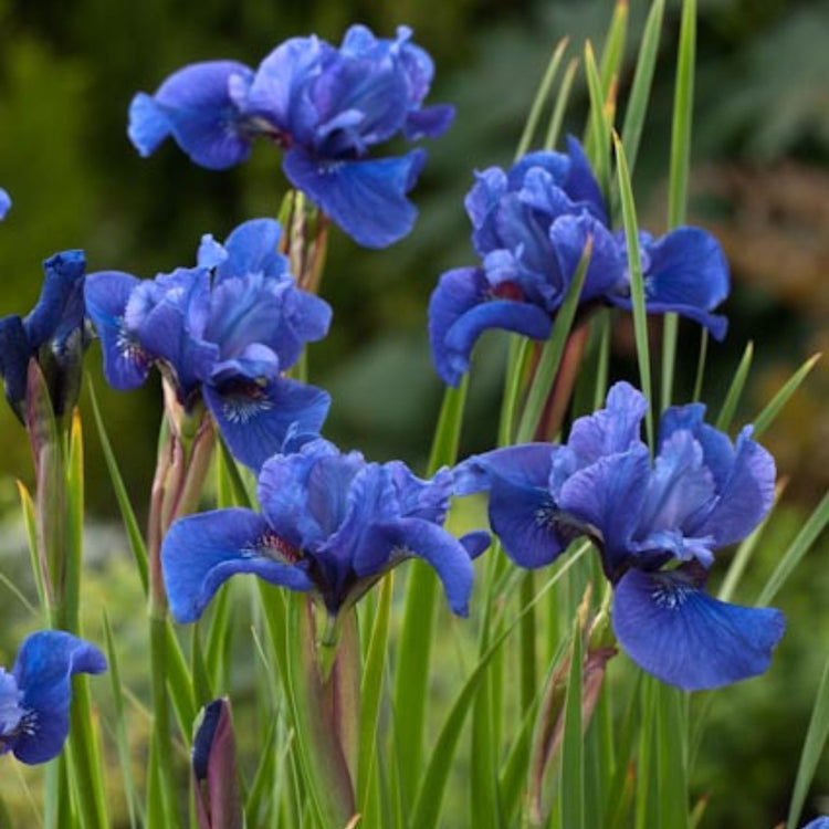 Iris Siberica Cote D'Azur