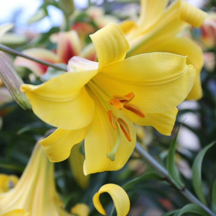 The large, fragrant yellow flowers of trumpet lily Golden Splendor.