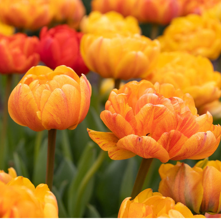 Tulip Double Late Sun Lover