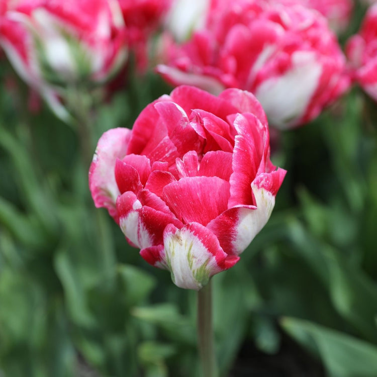 Tulip Double Early Marshmallow