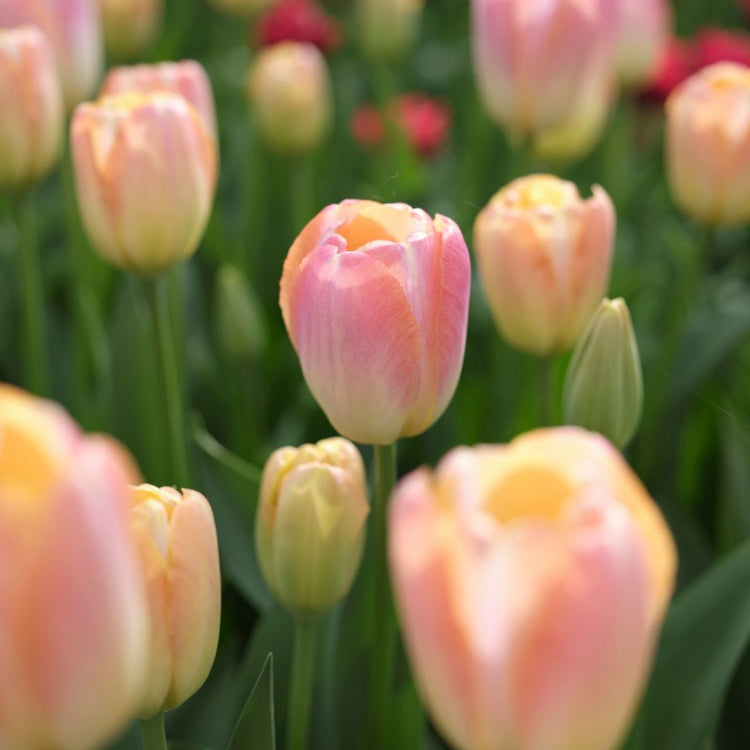 Tulip Darwin Hybrid Kunyun