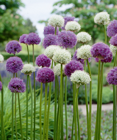 Fall Planted Collections