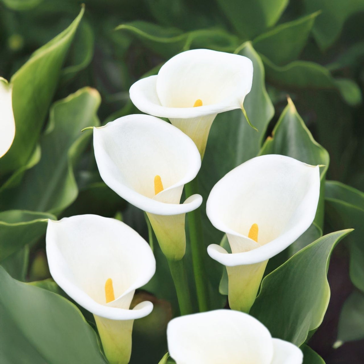 calla lily garden plant Calla Lily Aethiopica - 3 bulbs