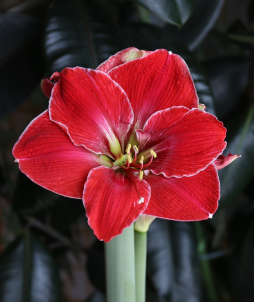 Amaryllis