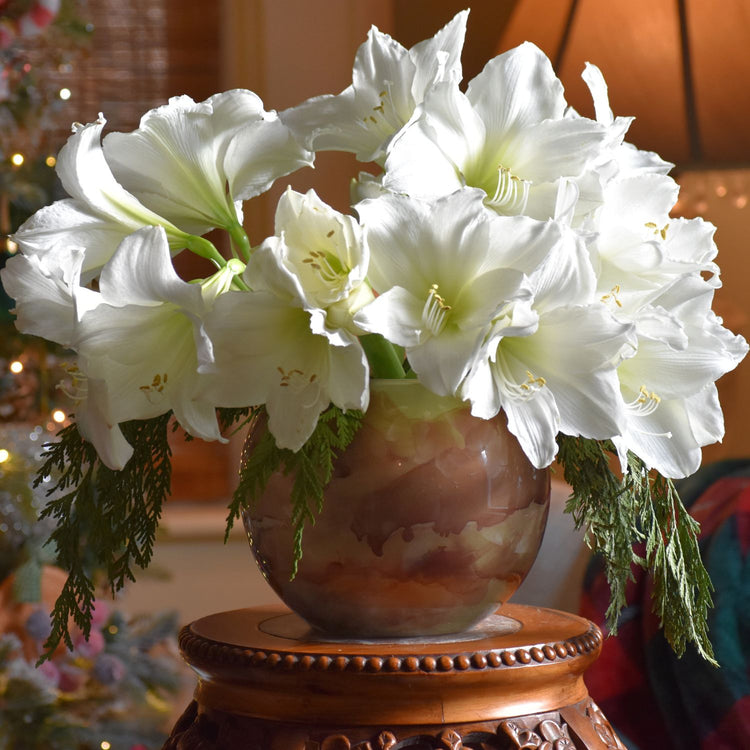 Amaryllis Single White Candle
