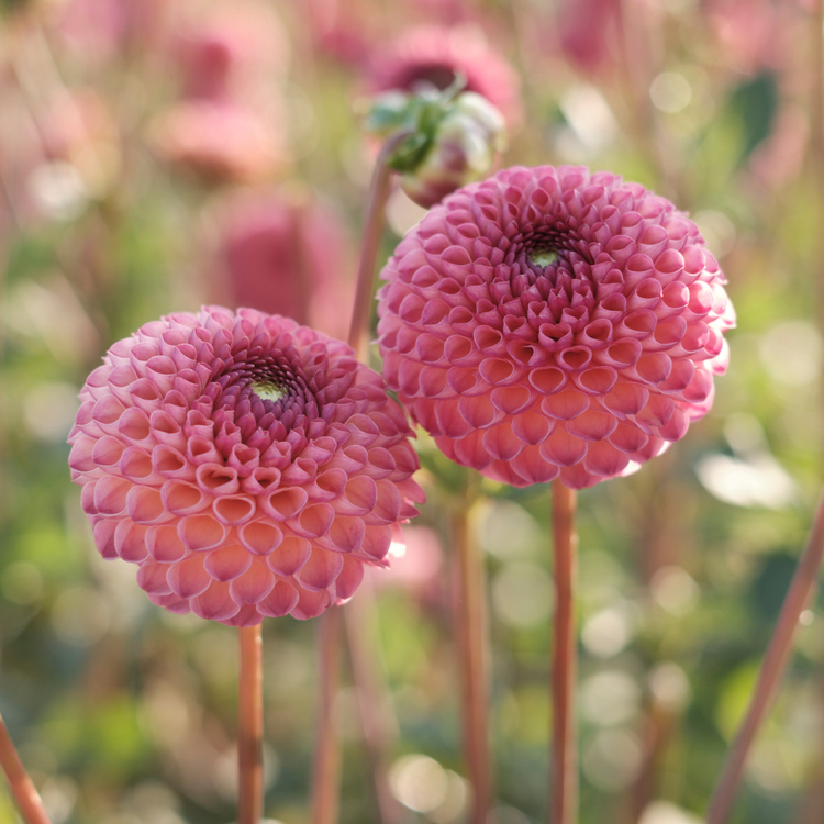Dahlia PomPon Burlesca
