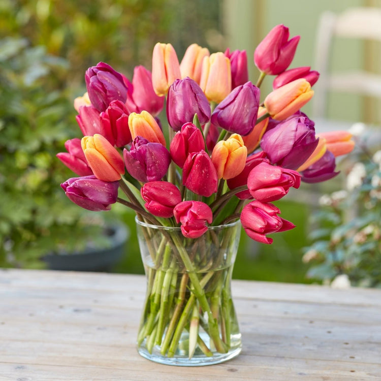 Tulip Triumph Pink Ardour
