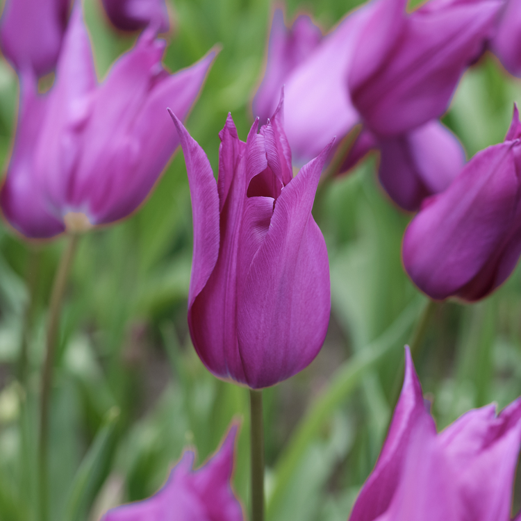 Tulip Lily Flowering Purple Dream