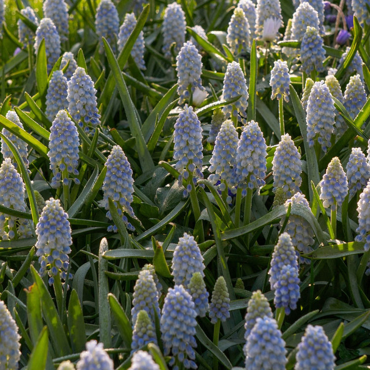 Muscari Alaska