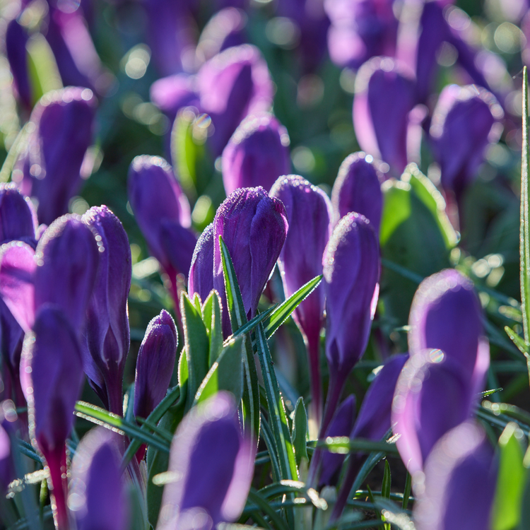 Crocus Large Flowering Flower Record
