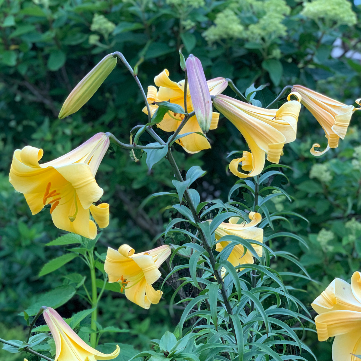 Lily Trumpet Golden Splendor - 5 bulbs - Longfield Gardens