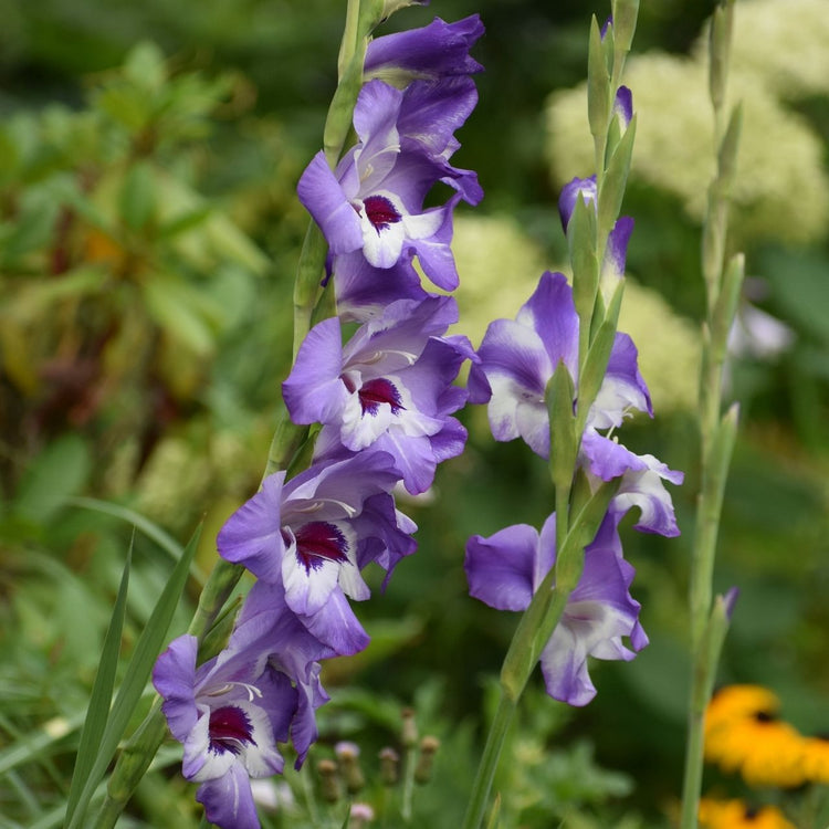 The unique 3-color flowers of gladiolus Vista, which are two shades of purple with white accents.