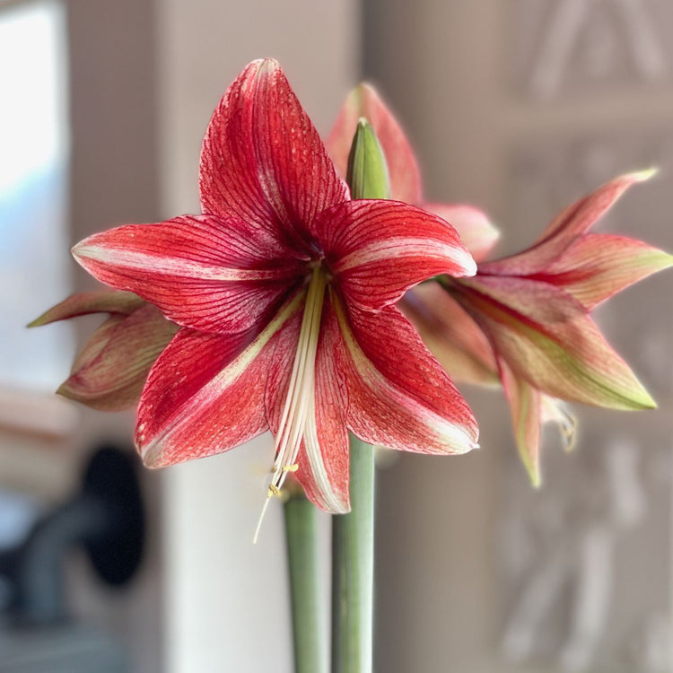 Amaryllis Single Opal Star