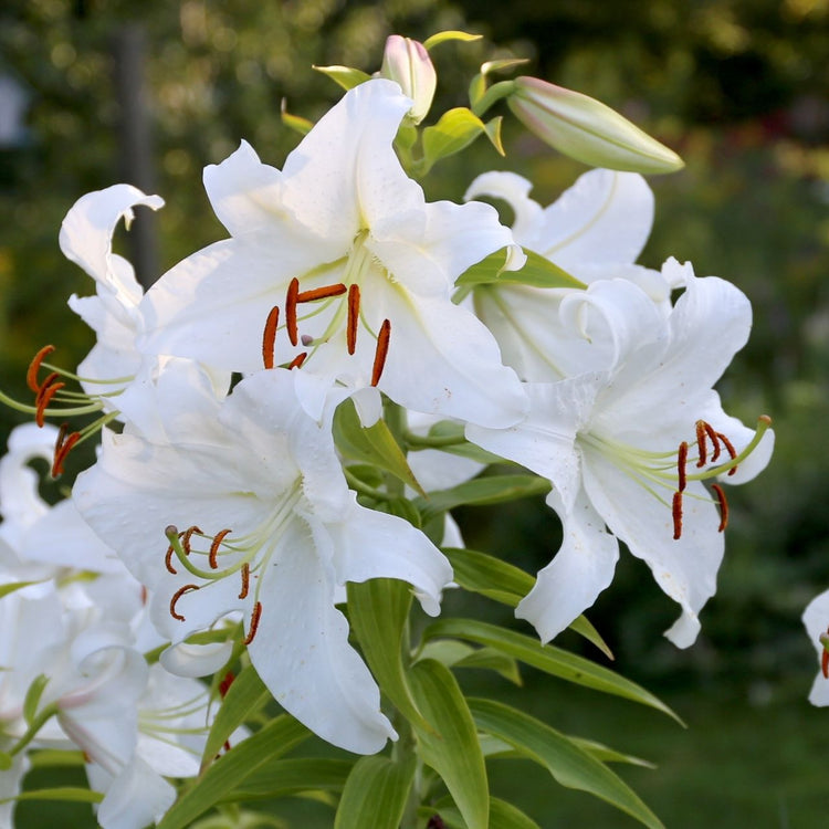 Oriental lily Casa Blanca in a garden setting, showing multiple large, pure-white flowers on a single stalk.