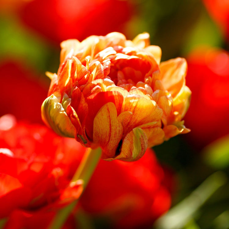 Red and orange Sun Lover double late tulip on a sunny spring morning.