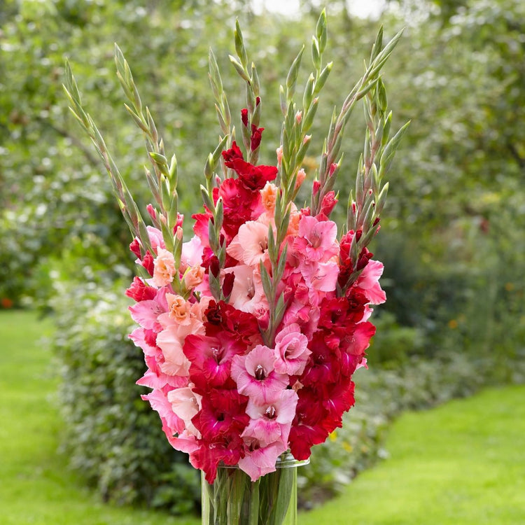 Gladiolus Rose Mix - Bulk Offer