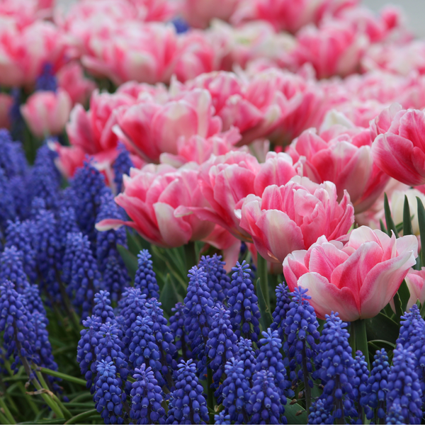 Tulip Foxtrot & Muscari Armeniacum - 70 bulbs - Longfield Gardens