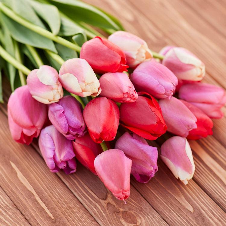 A large bouquet of Darwin Hybrid tulips, featuring four varieties with pink and red flowers.
