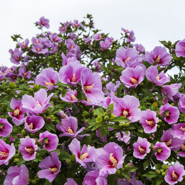 The bright pink and deep pink flowers of Hibiscus Minerva, rose of Sharon.
