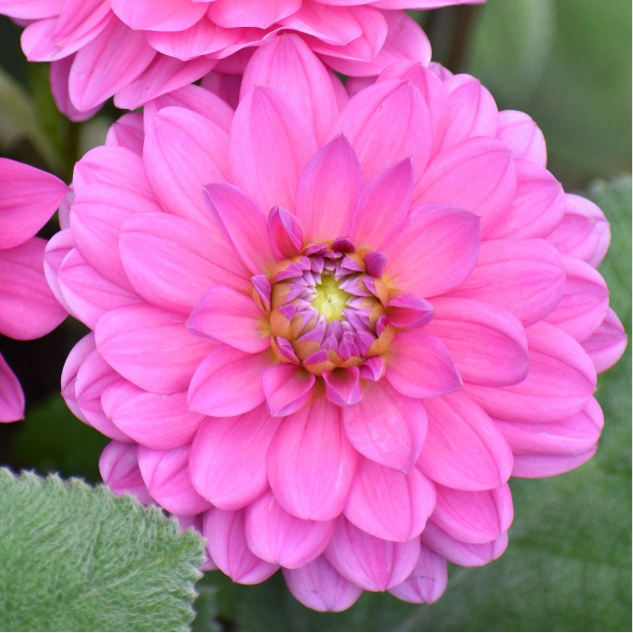Dahlia Waterlily Onesta - 2 tubers - Longfield Gardens