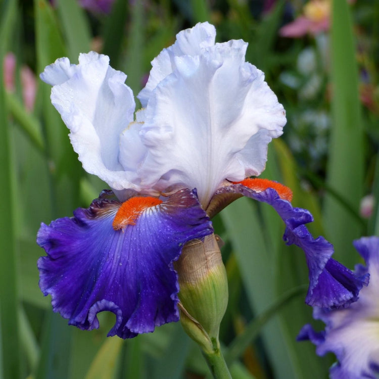 Bearded Iris Ragtop Day
