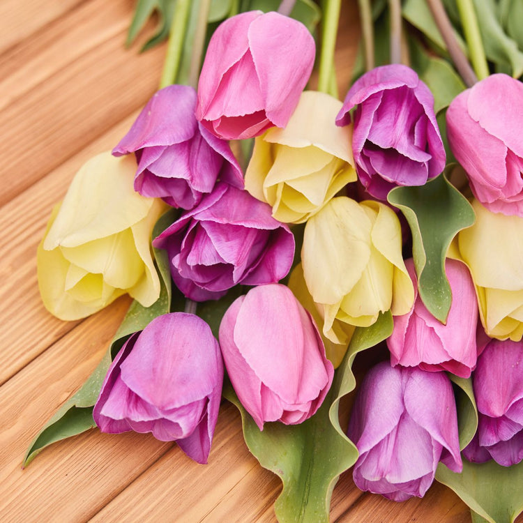 Tulip Single Late Violet Beauty