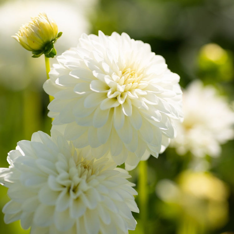 Dahlia Decorative Snow Cap