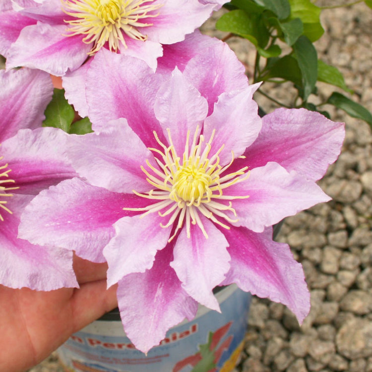 Clematis Standard Little Duckling