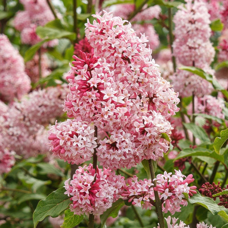 Syringa X Prestoniae Miss Canada