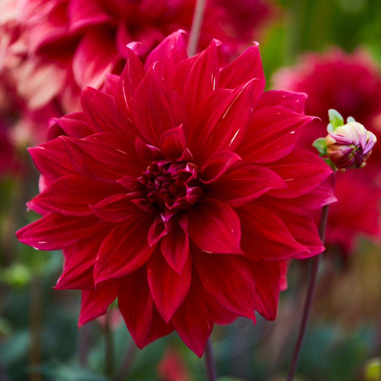 Dahlia Dinnerplate Babylon Red - 2 tuber clumps - Longfield Gardens