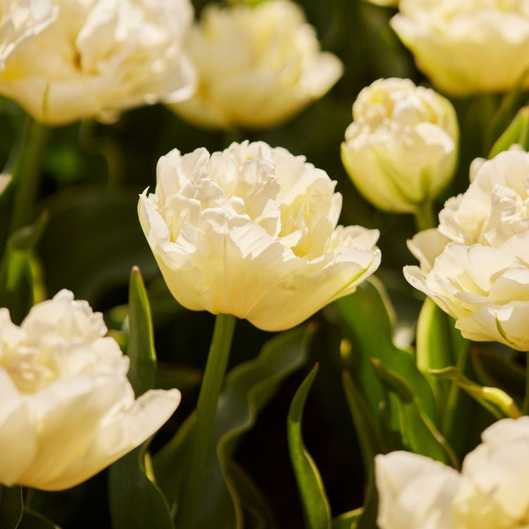 Tulip Double Early Verona Ice