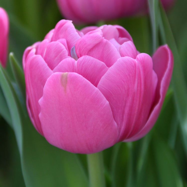 Tulip Double Early Double Flag