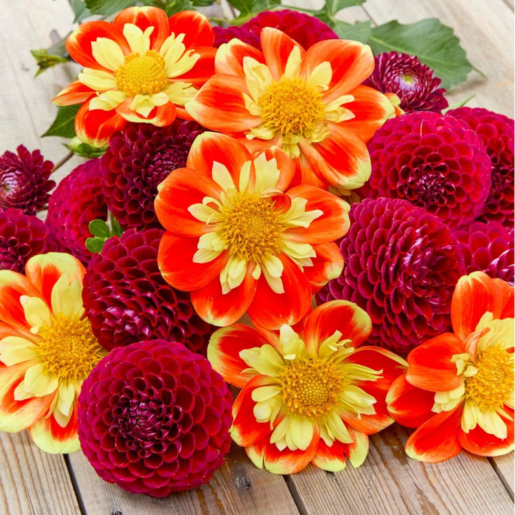 Dahlia Assorted Pooh & Cornel