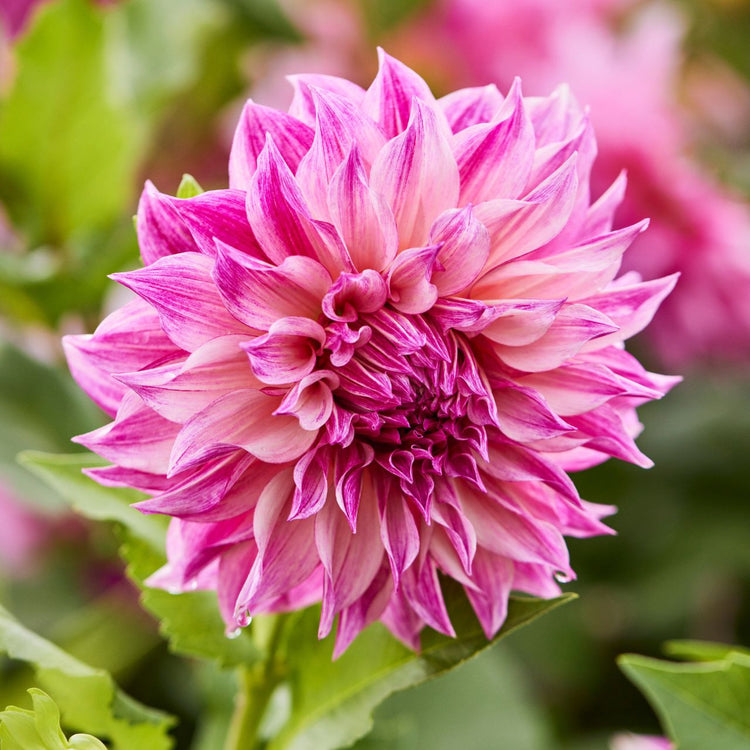 Dahlia Dinnerplate Cafe Au Lait Royal