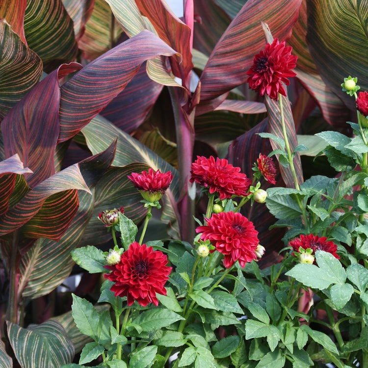 Dahlia Border Decorative Gallery Singer