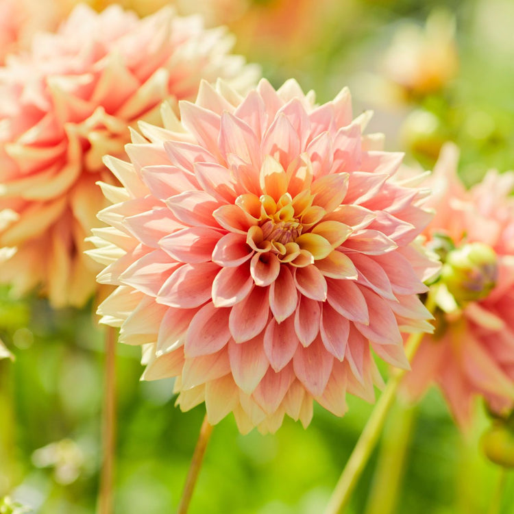 Dahlia Dinnerplate Tyrell