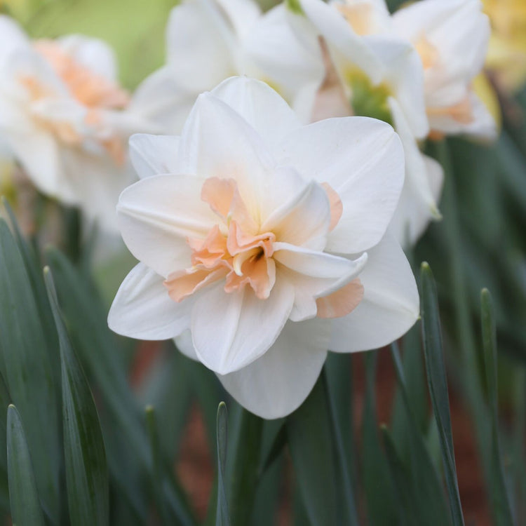 Daffodil Double Delnashaugh