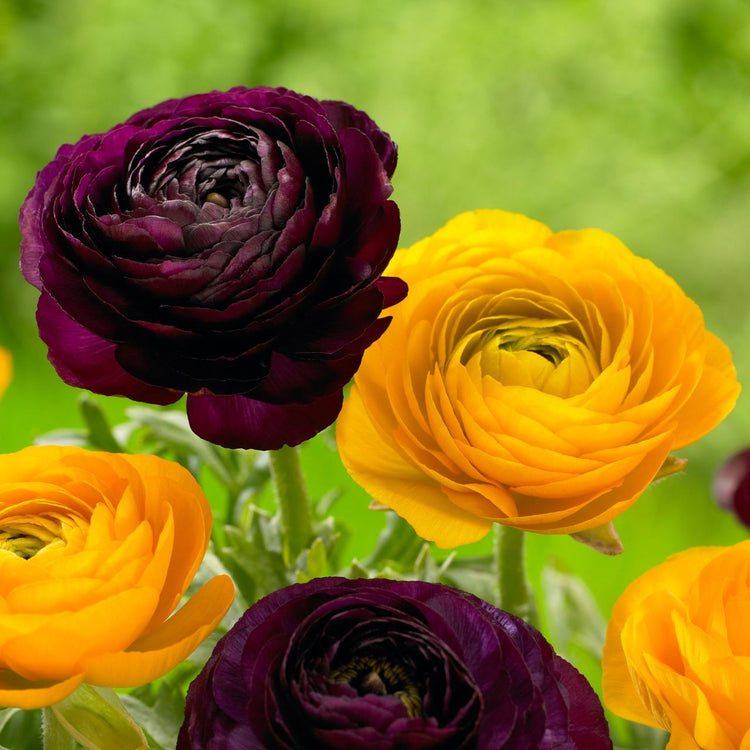 Ranunculus Tomer Purple & Yellow (Fall)