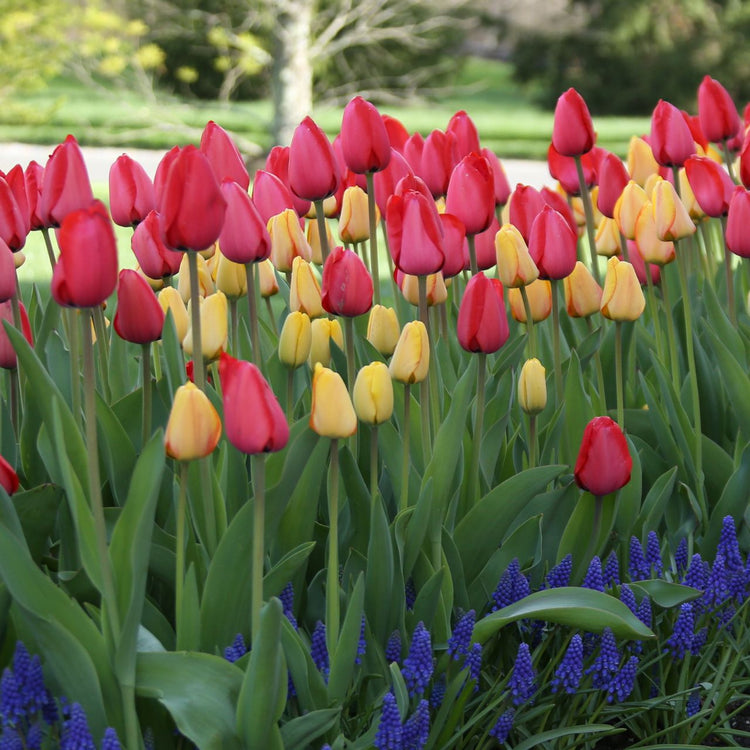 A spring garden bed filled with dozens of Darwin hybrid tulips in a bold color combination of bright red and yellow.