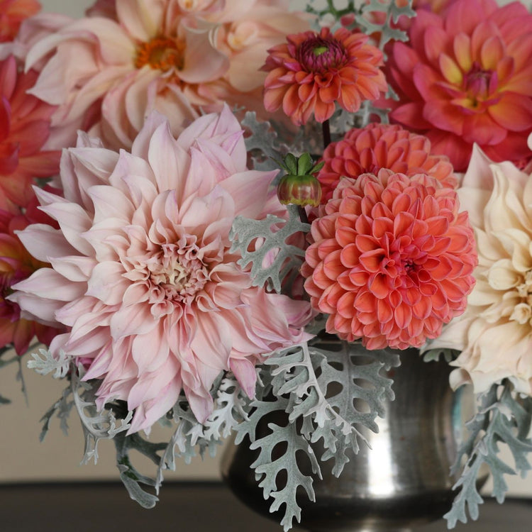 Dahlia Assorted Flirty Fleurs Bergen Collection