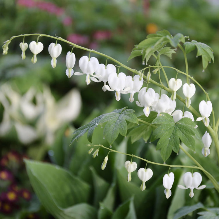 Dicentra spectabilis Alba, the white form of old-fashioned bleeding heart, displaying a spray of dangling white flowers.