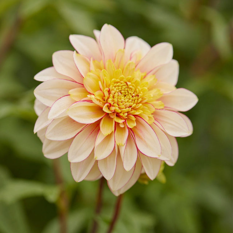 Dahlia Anemone Polka