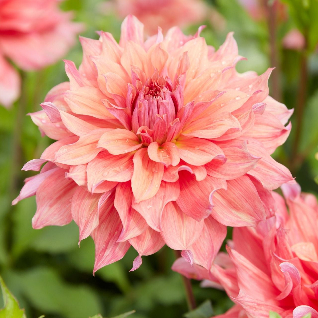 Belleforme ベルフォーマ Belle of Barmera Dahlia - Stunning Dinnerplate Blooms | Blue