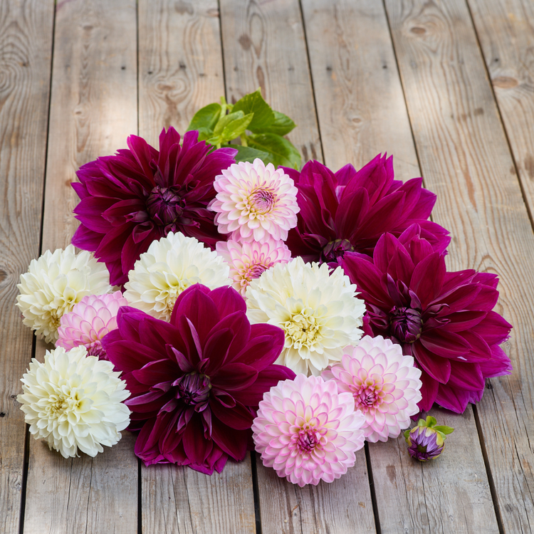 Dahlia Assorted Evening Elegance Collection