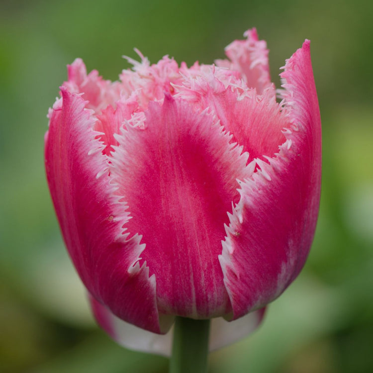 Tulip Fringed Queensland
