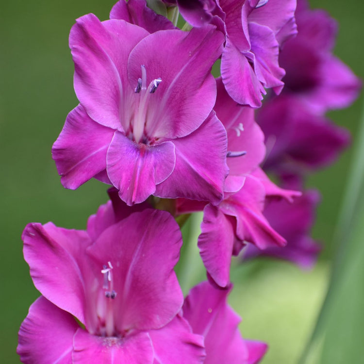 Gladiolus Sugar Plum