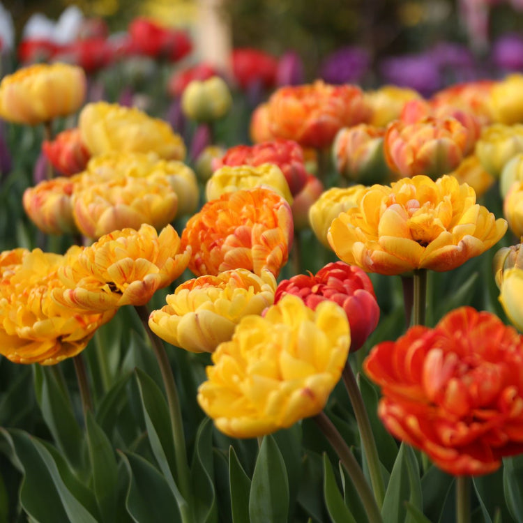 Tulip Double Late Yellow Pomponette & Sun Lover