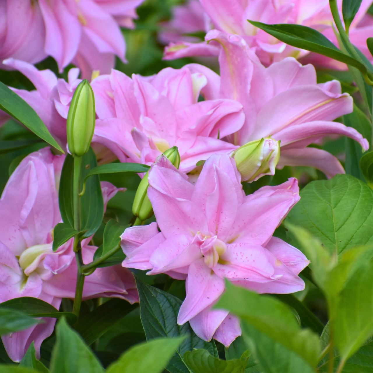 Lily Double Oriental Roselily Editha - 5 bulbs - Longfield Gardens