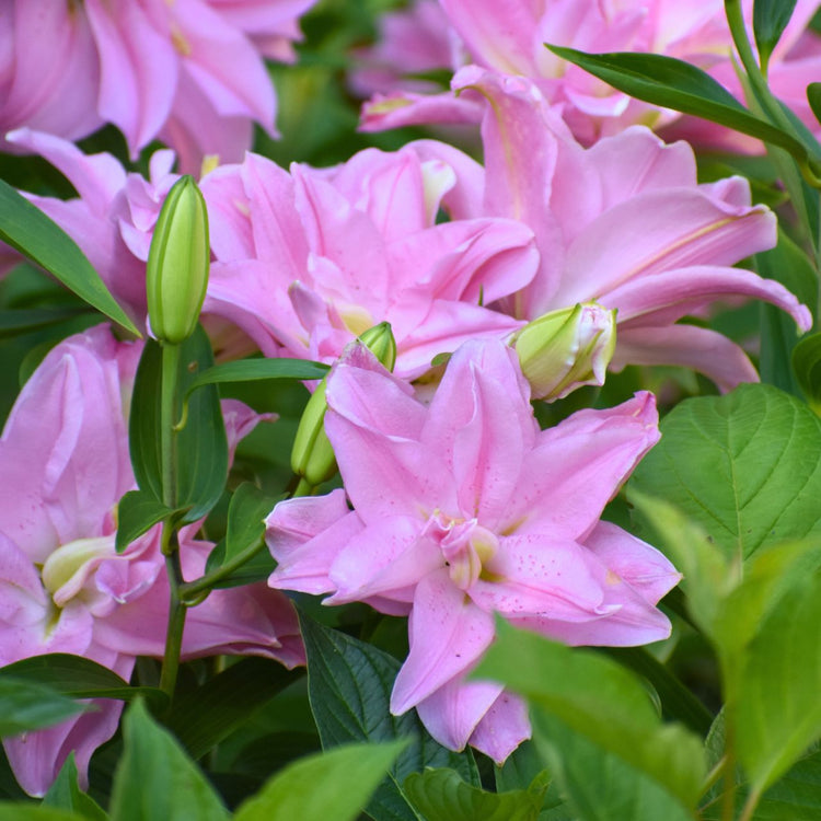 Lily Double Oriental Roselily Editha (Spring)